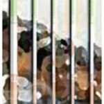 Urgent : Des prisonniers politiques malades en grand danger en Iran