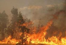 Des milliers d’hectares de forêt en feu à travers l’Iran