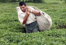 La pauvreté et la sécheresse font baisser la production de thé en Iran