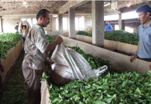 Iran : fermeture de 100 usines de thé sur 180 dans le nord du pays
