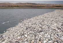 Iran – La mort de deux millions de poisons dans le lac de retenue d’un barrage situé près de Téhéran