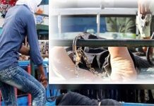 Iran : Flagellation publique dans une province du sud Iran : Flagellation publique dans une province du sud