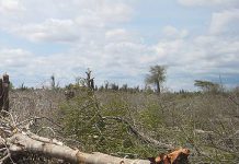 100.000 Hectares de forêts iraniennes détruits chaque année 100.000 Hectares de forêts iraniennes détruits chaque année