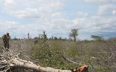 100.000 Hectares de forêts iraniennes détruits chaque année