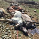 Le régime iranien massacre des dizaines de chevaux des porteurs de marchandises horse-killed-iran