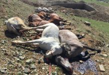 Le régime iranien massacre des dizaines de chevaux des porteurs de marchandises horse-killed-iran
