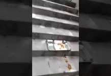 Iran, Les étudiants de Tabriz ont aligné leurs repas pour protester contre les études payantes