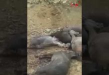 Iran, Kurdistan, Piranchahr, le 20 mai, Des dizaines de chevaux tués par les gardes frontalières