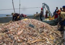 Les pêcheurs iraniens trahis par les mollahs La trahison des pêcheurs iraniens par les mollahs