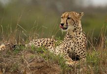 Le régime iranien pourrait exécuter quatre écologistes Le régime iranien pourrait exécuter quatre écologistes