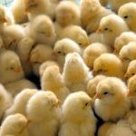 Iran: le régime tue 16 millions de poussins alors la misère pèse lourd sur la population