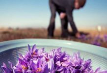 Inquiétude pour l’industrie iranienne du safran