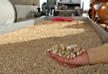 L’UE interdit les importations de pistaches iraniennes pour une contamination d’aflatoxine