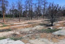 Téhéran rase les tombes des victimes du massacre des années 1980